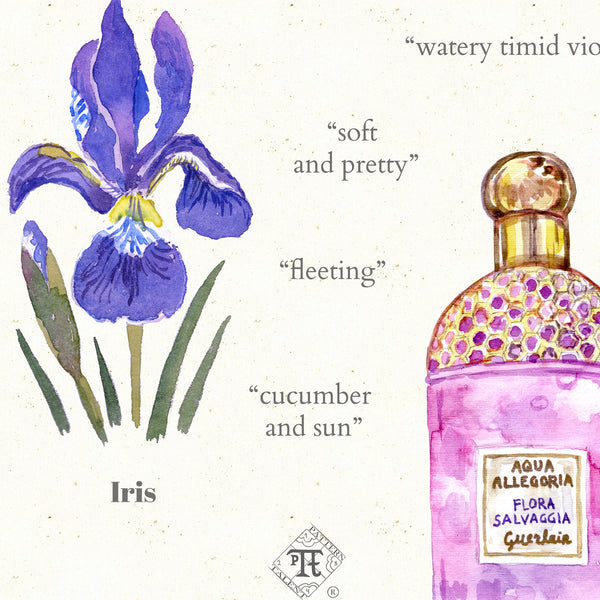 Detail of watercolor perfume illustration by Darya Karenski