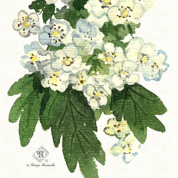Hawthorn in flower. Watercolor hawthorn painting