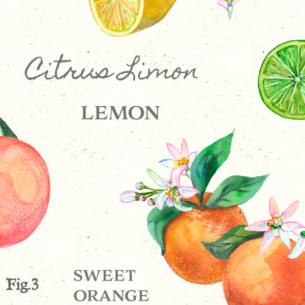 Closeup of botanical lemon, orange, lime, grapefruit illustration by Darya Karenski