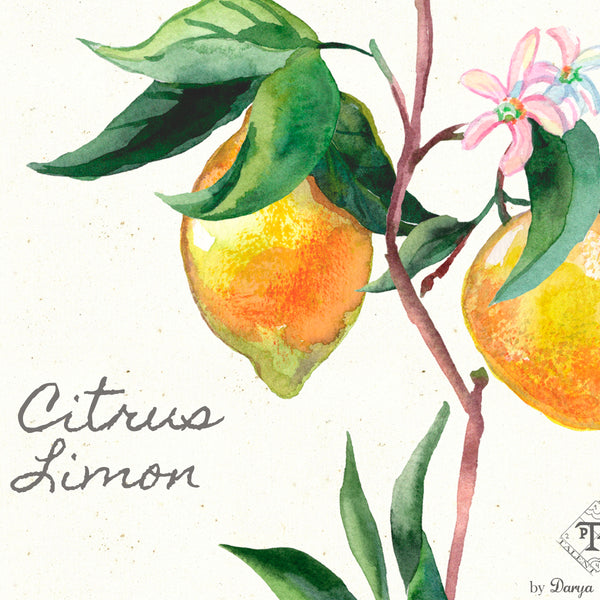 Closeup of Botanical wall art, lemon citrus blossom art print by Darya Karenski