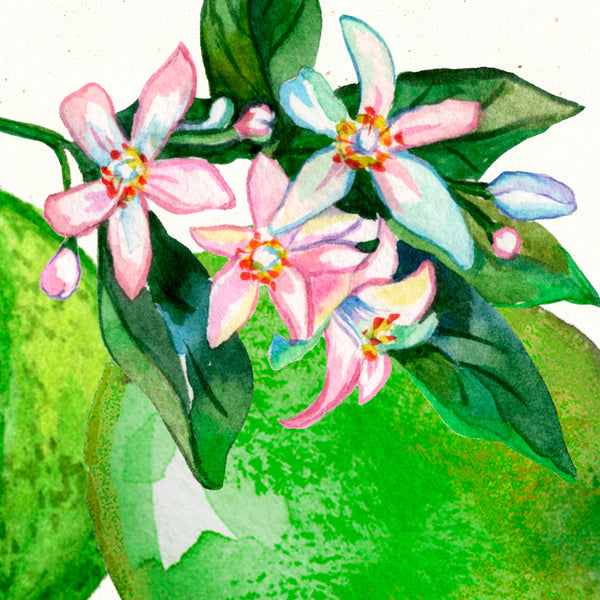 Detail of Watercolor botanical lemon blossom art print by Darya Karenski