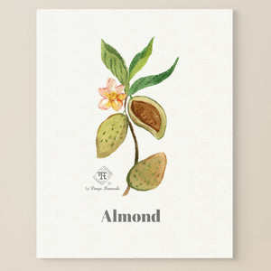Almond blossom painting. Watercolor almond wall art | Darya Karenski