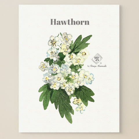 Hawthorn blossom painting. Watercolor hawthorn wall art | Darya Karenski