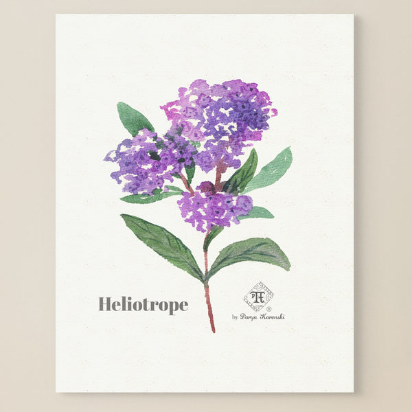 Purple heliotrope watercolor art print| Floral wall art by Darya Karenski | Perfume pyramid art