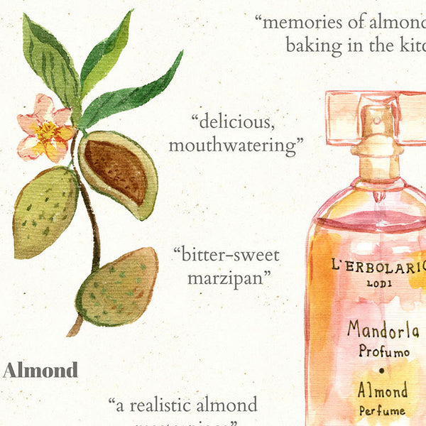 Detail of perfume illustration in watercolor