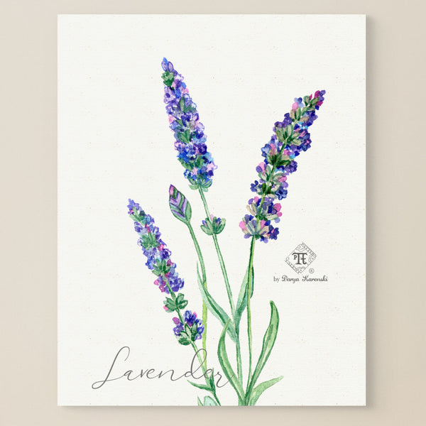 Watercolor lavender art - lavender fragrance wall art by Darya Karenski