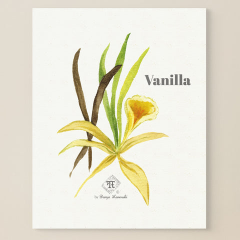 Vanilla flower painting. Watercolor vanilla wall art | Darya Karenski
