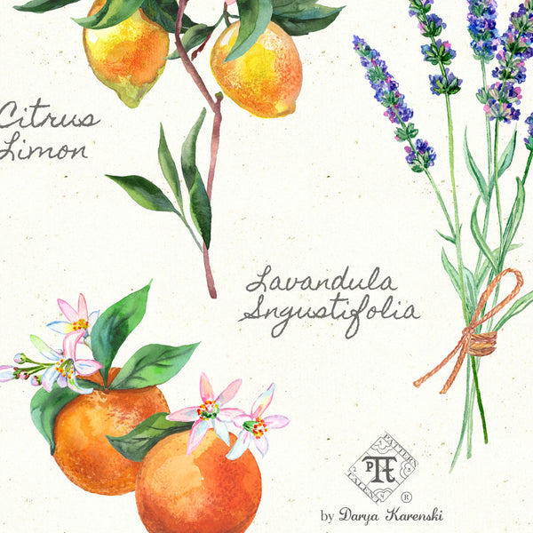 Closeup of botanical illustration by Darya Karenski