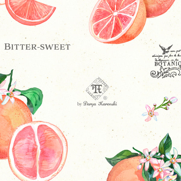 Closeup of botanical grapefruit illustration by Darya Karenski