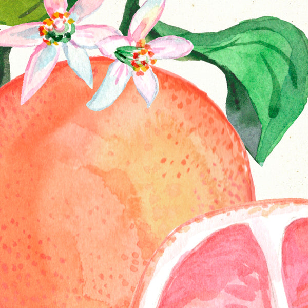 Detail of Watercolor botanical grapefruit blossom art print by Darya Karenski