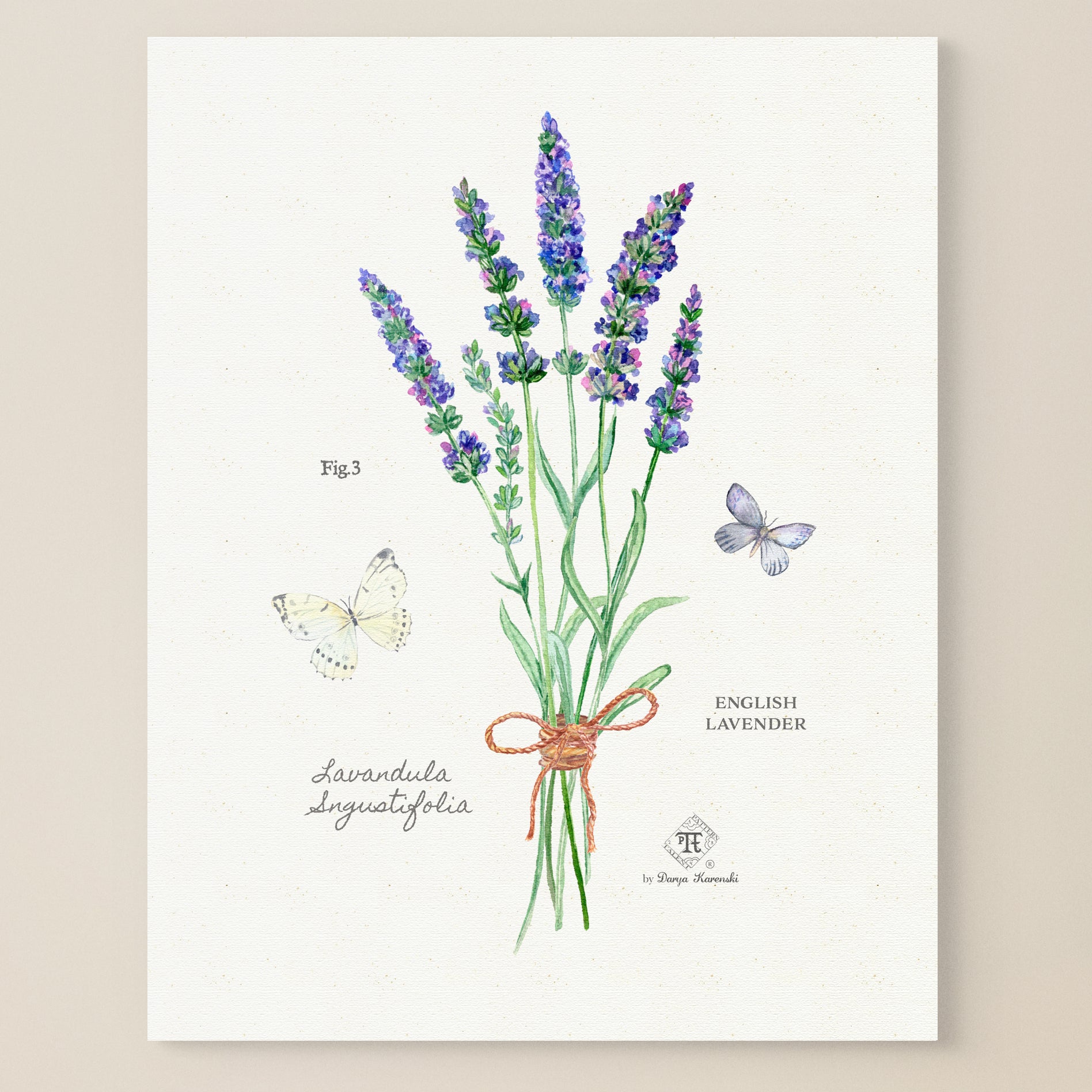 lavender plant art Watercolor Lavender Bunch Art Print - multiple sizes
