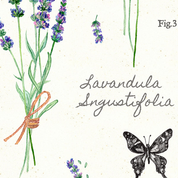 Closeup of lavender botanical illustration by Darya Karenski