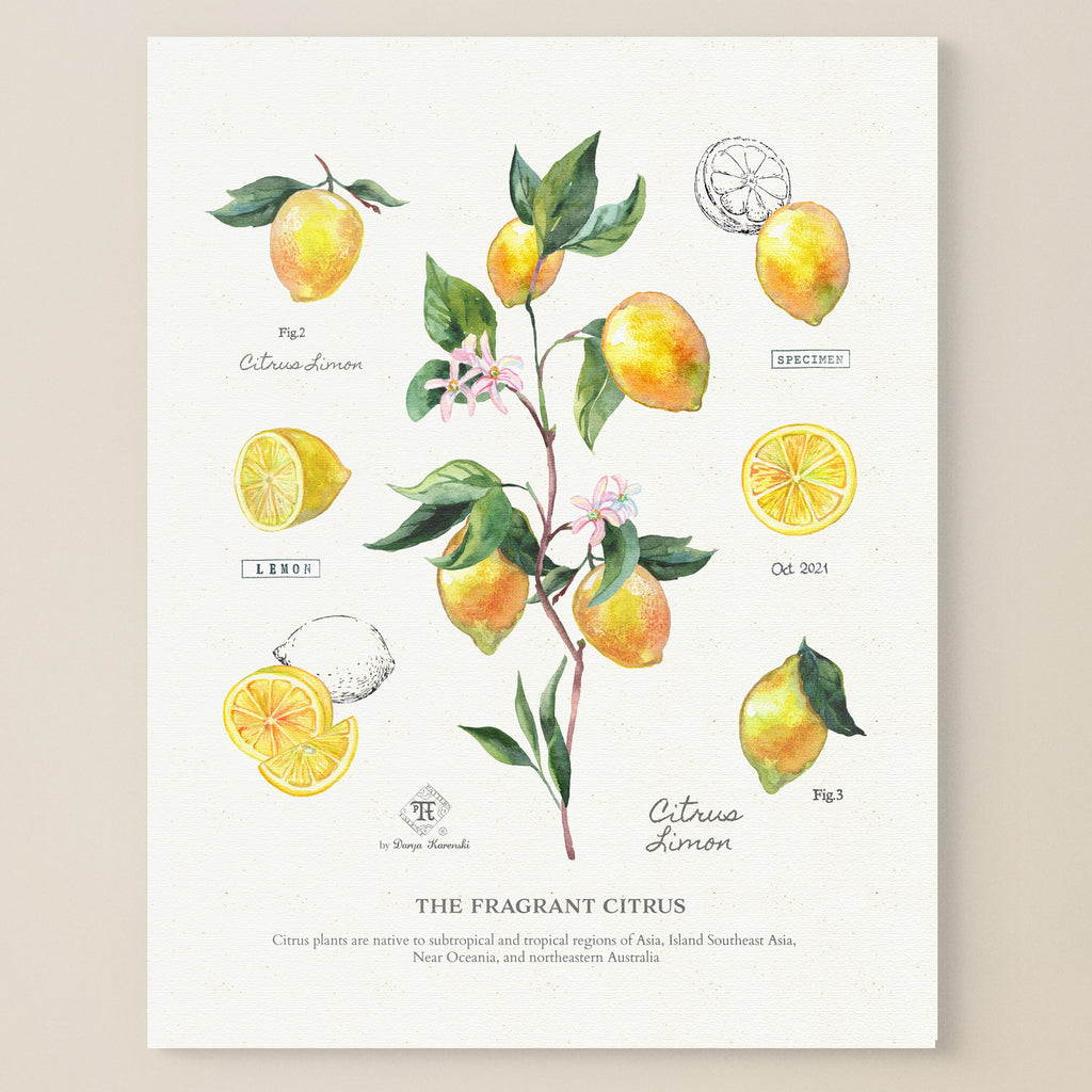 Citrus + Leafy Botanicals Meditative Art Paint by Numbers Set of 2 8x8 –  Breathe People
