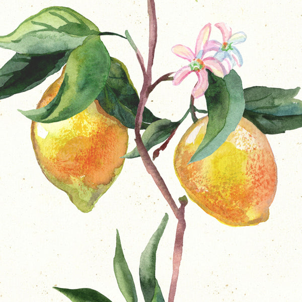 Closeup of botanical lemon illustration by Darya Karenski