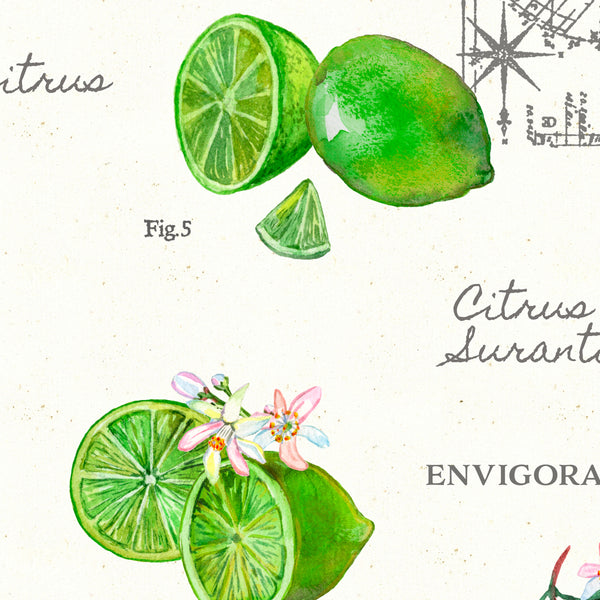 Closeup of lime botanical illustration by Darya Karenski