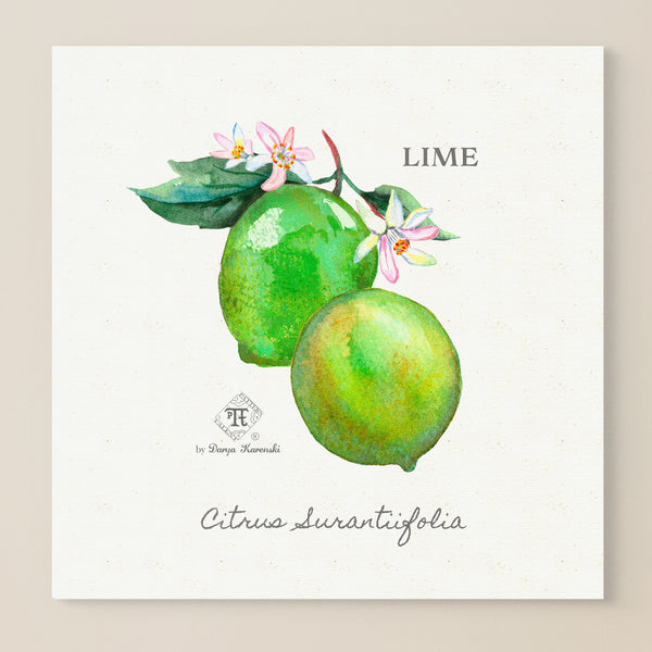 Watercolor botanical lime blossom art print wall art by Pattern Talent