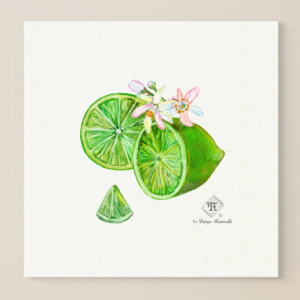 Watercolor botanical lime blossom art print wall room decor by Darya Karenski