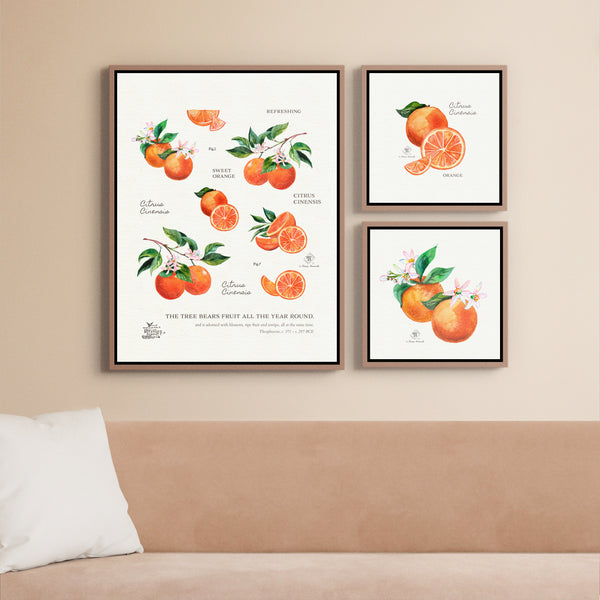 Aromatherapy orange watercolor art print collection by Darya Karenski