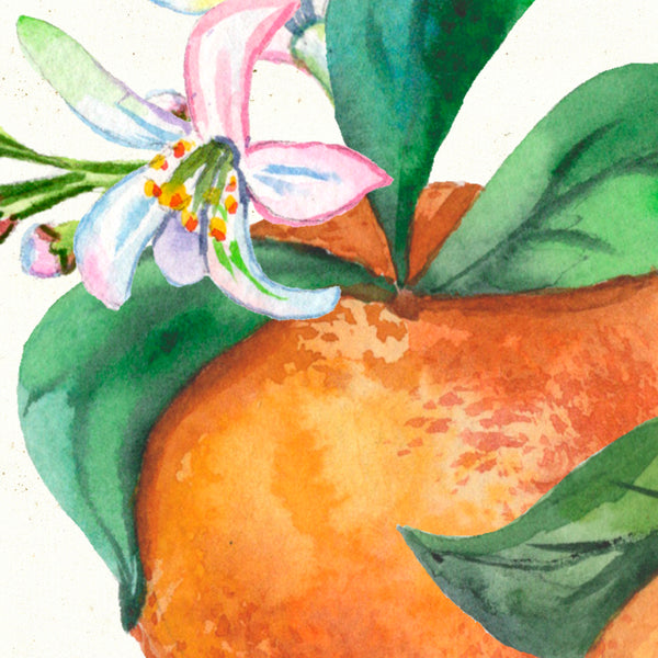 Detail of Watercolor botanical orange blossom art print by Darya Karenski